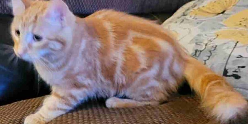 Gibson Orange Mackerel Tabby Maine Coon Mix Cat Adoption Modesto CA