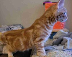 Gibson orange mackerel tabby maine coon mix cat adoption modesto ca