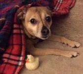 Gideon - Chihuahua Mix For Adoption in Indianapolis IN 2