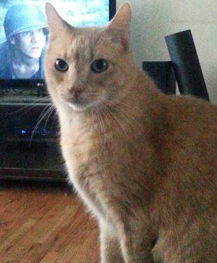 Ginger Tabby Cat For Adoption Seattle WA