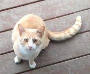 Ginger Tabby For Adoption Addison NY 2