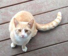 Ginger Tabby For Adoption Addison NY 2