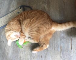 Ginny front declawed ginger tabby cat for adoption in san diego ca
