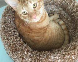 Ginny front declawed ginger tabby cat for adoption in san diego ca