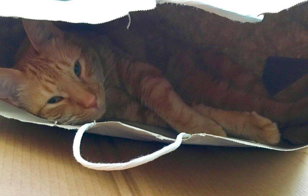 Ginny ginger tabby cat for adoption in san diego ca 3