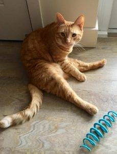 Ginny front declawed ginger tabby cat for adoption in san diego ca