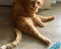 Ginny front declawed ginger tabby cat for adoption in san diego ca