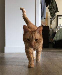 Ginny front declawed ginger tabby cat for adoption in san diego ca