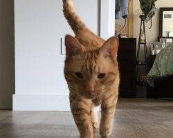 Ginny front declawed ginger tabby cat for adoption in san diego ca