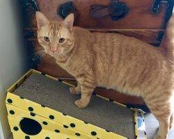 Ginny front declawed ginger tabby cat for adoption in san diego ca