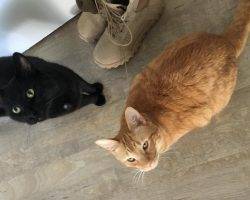 Ginny front declawed ginger tabby cat for adoption in san diego ca