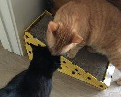 Ginny nightly ginger tabby black cat for adoption san diego ca 3