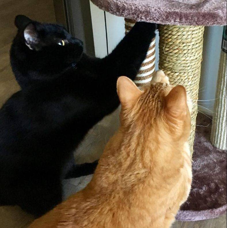 Orange Tabby Cat and Black Cat For Adoption in San Diego CA Adopt Ginny and Knightly Today