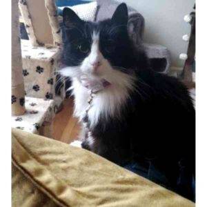 Photo Gladys Longhair tuxedo cat adoption portland oregon 1 (2)