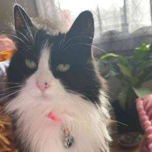 Photo Gladys Longhair tuxedo cat adoption portland oregon 1 (2)