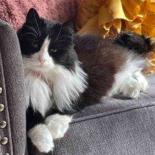 Gladys Longhair Tuxedo Cat Adoption Portland Oregon 1 (2)
