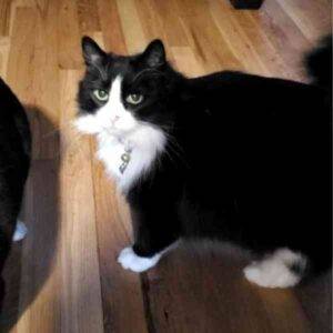 Photo Gladys Longhair tuxedo cat adoption portland oregon 1 (2)