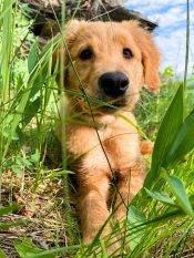 Golden Retreiver Puppy Adopt Calgary