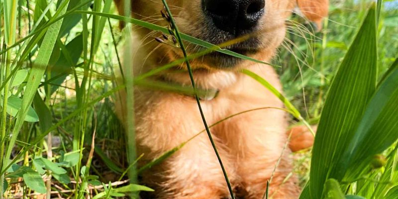 Golden Retreiver Puppy Adopt Calgary