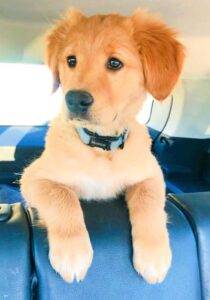 Golden retreiver puppy adopt calgary