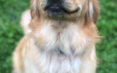 Stunning golden retriever for adoption in galloway oh near columbus – all supplies included – adopt granger