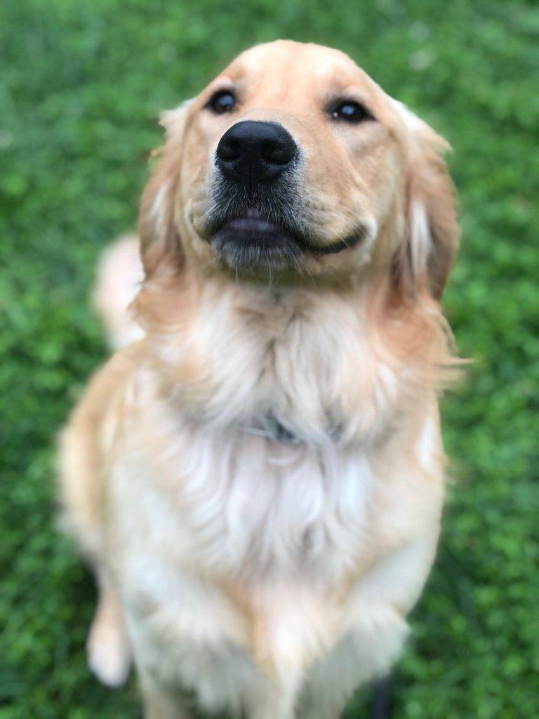 Golden retriever for adoption columbus ohio