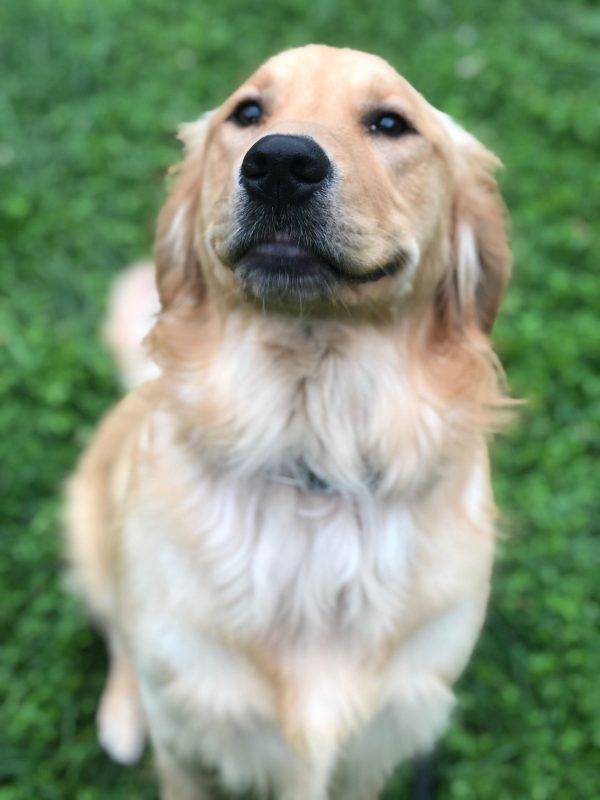 Stunning Golden Retriever For Adoption In Galloway Oh Near Columbus All Supplies Included Adopt Granger