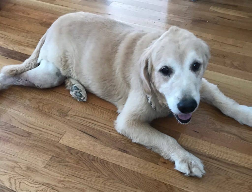 Golden retriever rehomed in austin tx