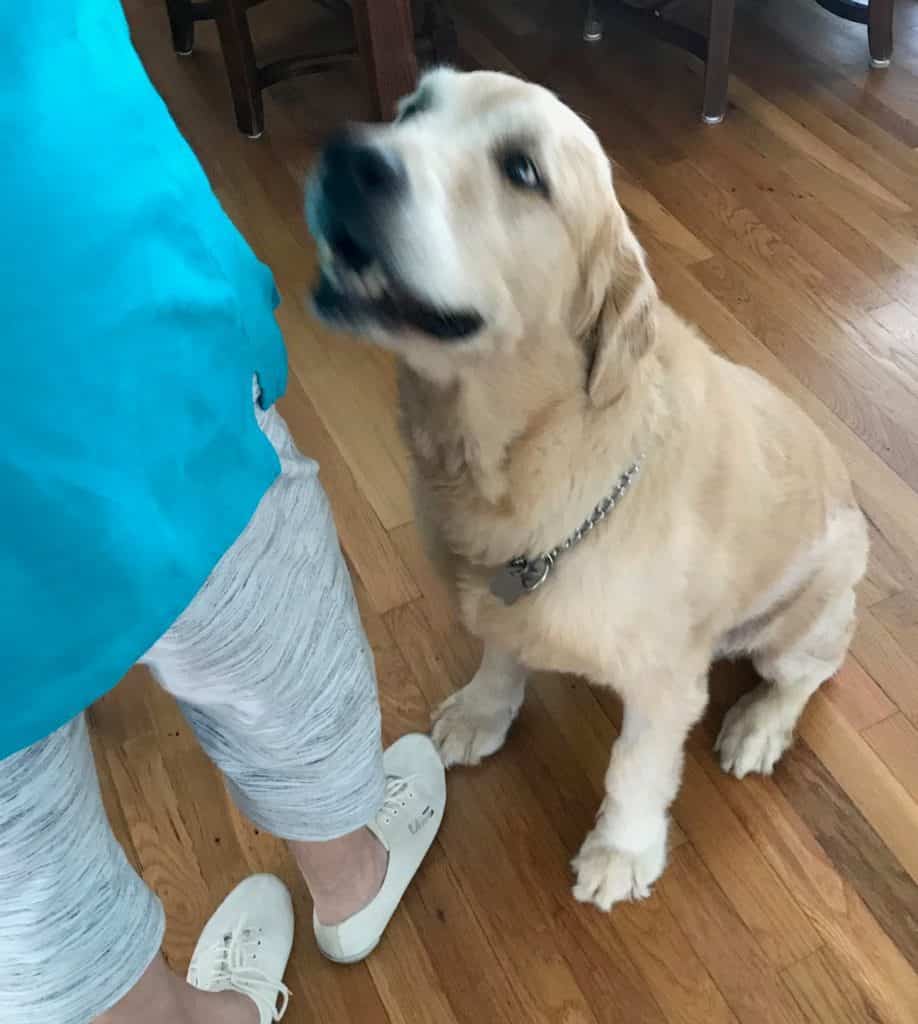 Golden retriever rehomed in austin tx