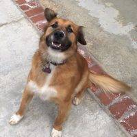Golden Retriever German Shepherd Mix For Adoption Newport Beach 2