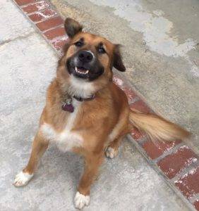 Golden retriever german shepherd mix for adoption newport beach 2