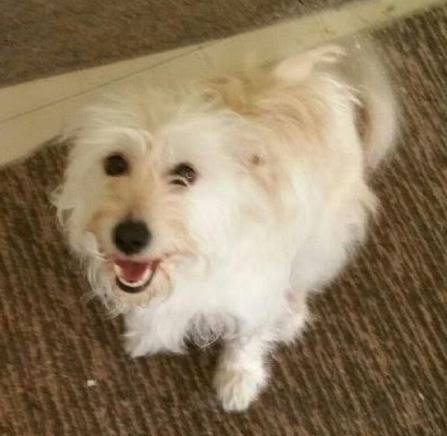 REHOMED – Maggie – Sweet Terrier Mix Urgently Needed Home Due to Owner Death  – Garland TX