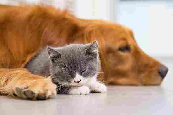 Golden Retriever and Grey and White Kitten
