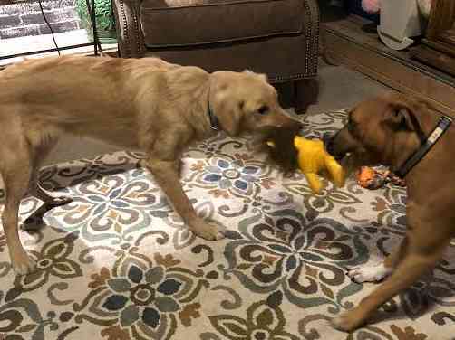 Golden Retriever and Lab Boxer Mix For Private Adoption Dalla TX 5