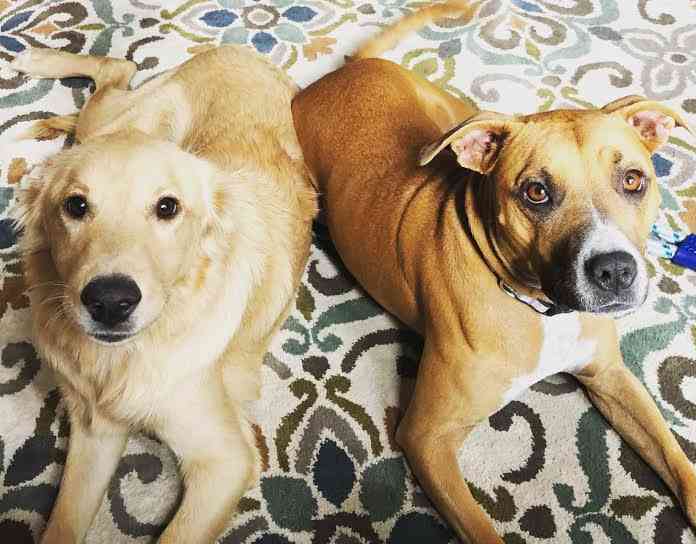 Golden Retriever and Lab Boxer Mix For Private Adoption Dalla TX 5