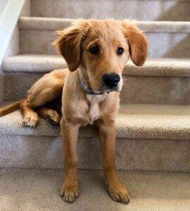 Golden retreiver puppy adopt calgary