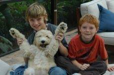 Goldendoodle Breeders in Florida 4