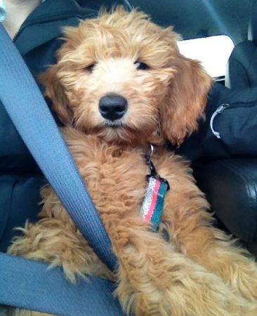 miniature goldendoodle for sale preloved