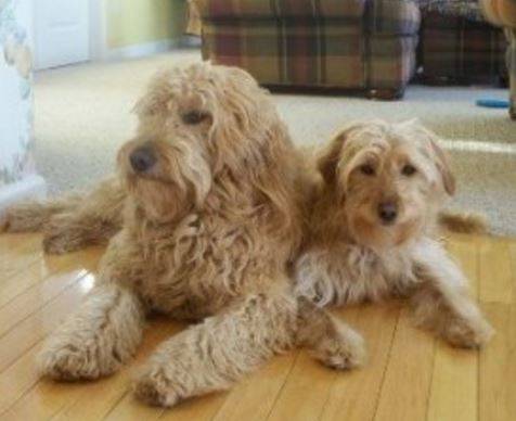 Goldendoodle Breeders in Washington State 4