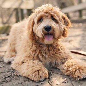 Goldendoodle dog photo