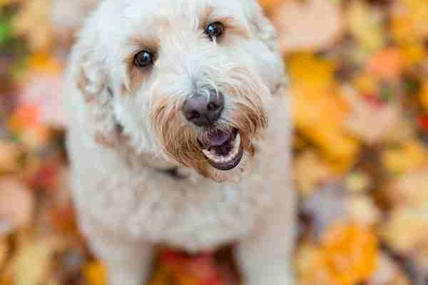 Goldendoodle Photo 1