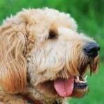 Goldendoodle picture