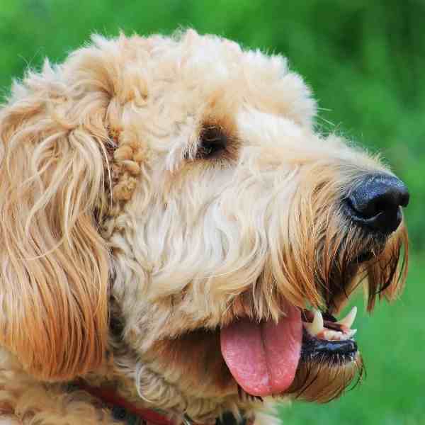 Goldendoodle For Adoption In Seattle Wa Pet Rehoming Services