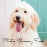 Goldendoodle Stock Image