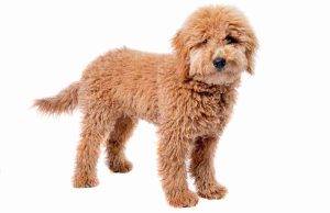 Goldendoodles For Adoption Photo Goldendoodle is a hypoallergenic dog breed