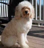 Goldendoodle Stock Photo