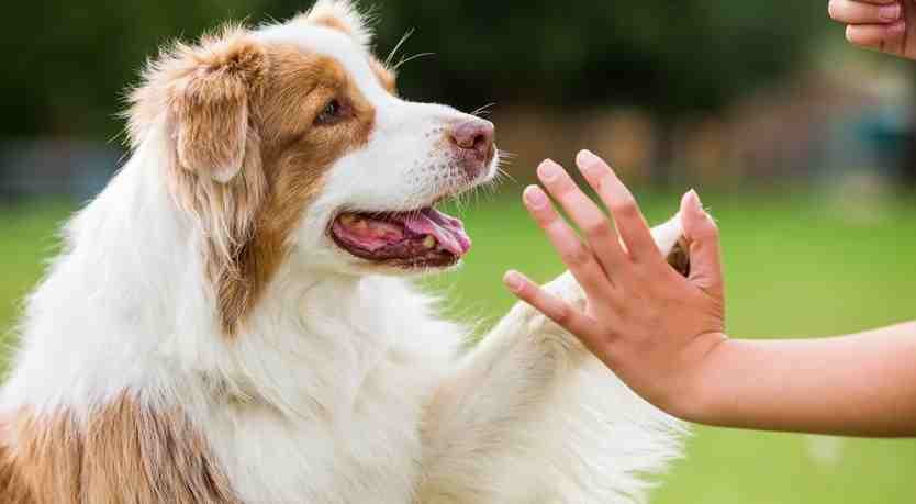 Border collie and boy playing