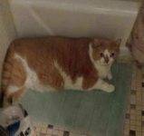 Gorgeous Orange Tabby For Adoption in YonkersNY