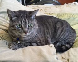 Gorgeous tabby cat for adoption loma linda ca