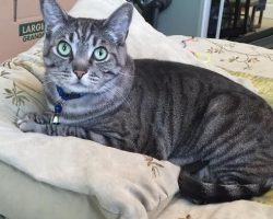 Gorgeous tabby cat for adoption loma linda ca 3